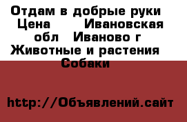 Отдам в добрые руки › Цена ­ 5 - Ивановская обл., Иваново г. Животные и растения » Собаки   